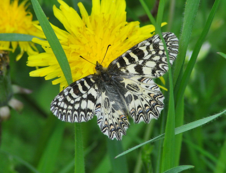 Zerynthia polyxena